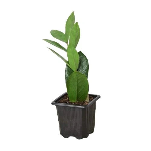 Zamioculcas Zamiifolia ZZ - Holiday Corner
