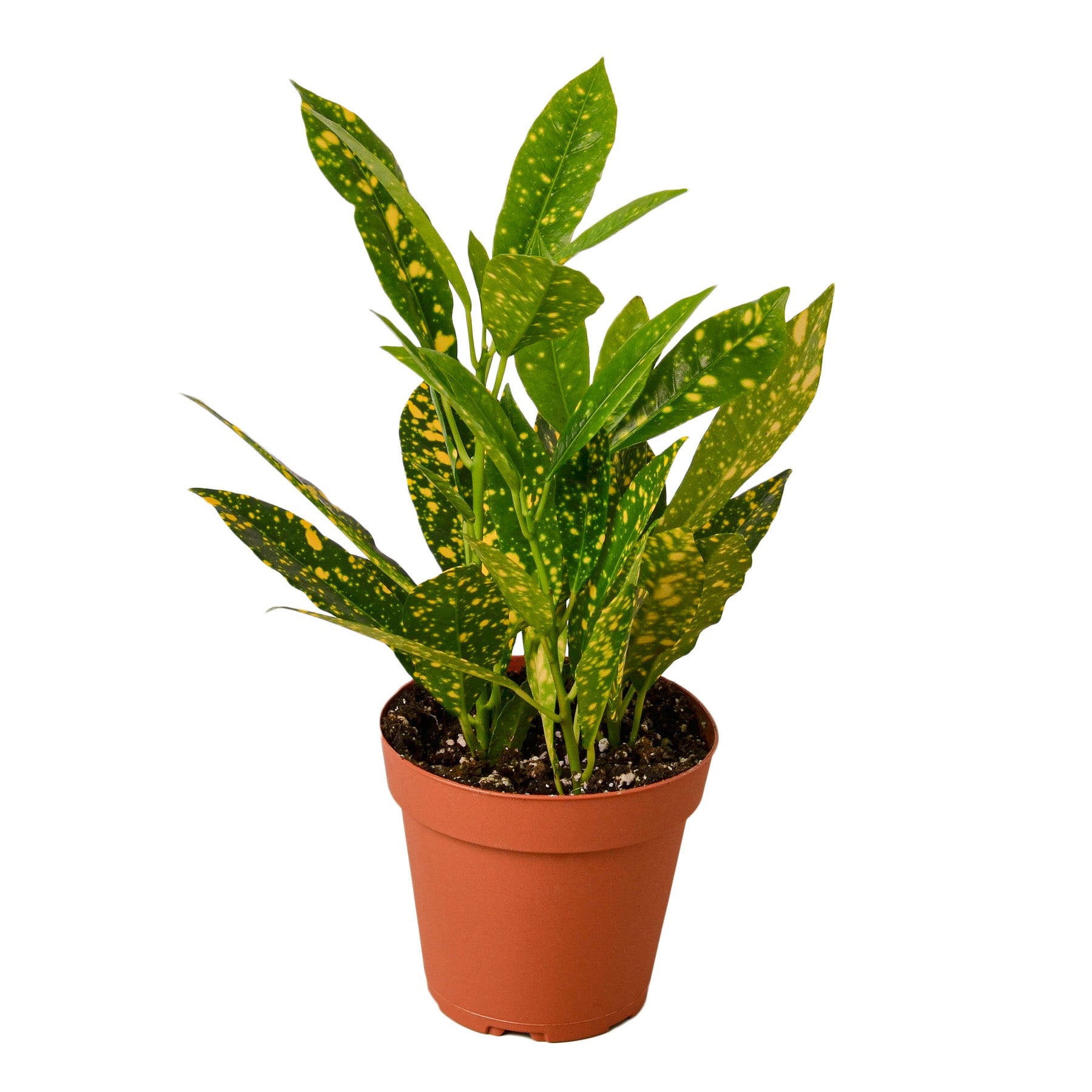 Croton 'Gold Dust' - Holiday Corner