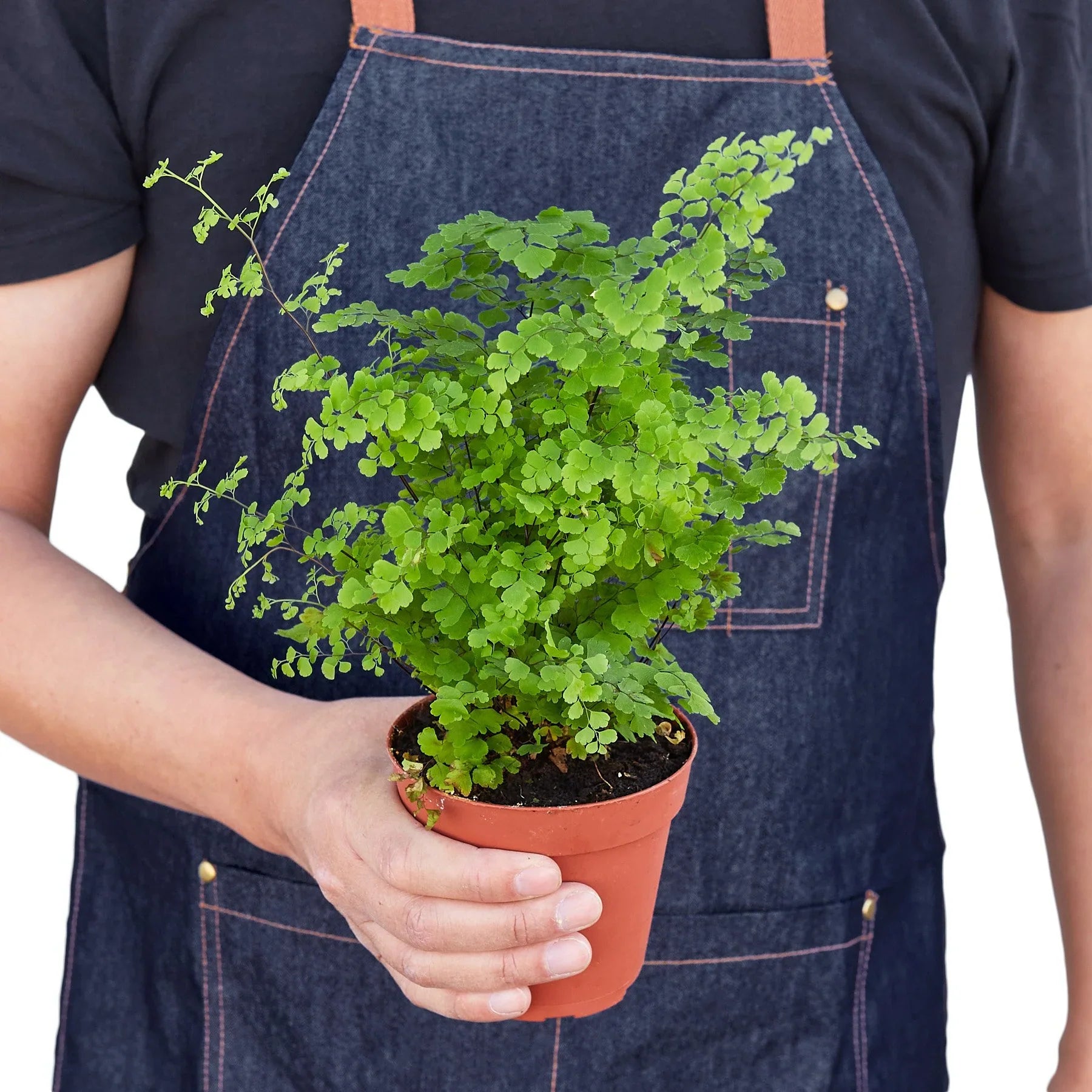 Maidenhair Fern - Holiday Corner