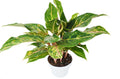Chinese Evergreen 'Sparkling Sarah' - 6" Pot - Holiday Corner