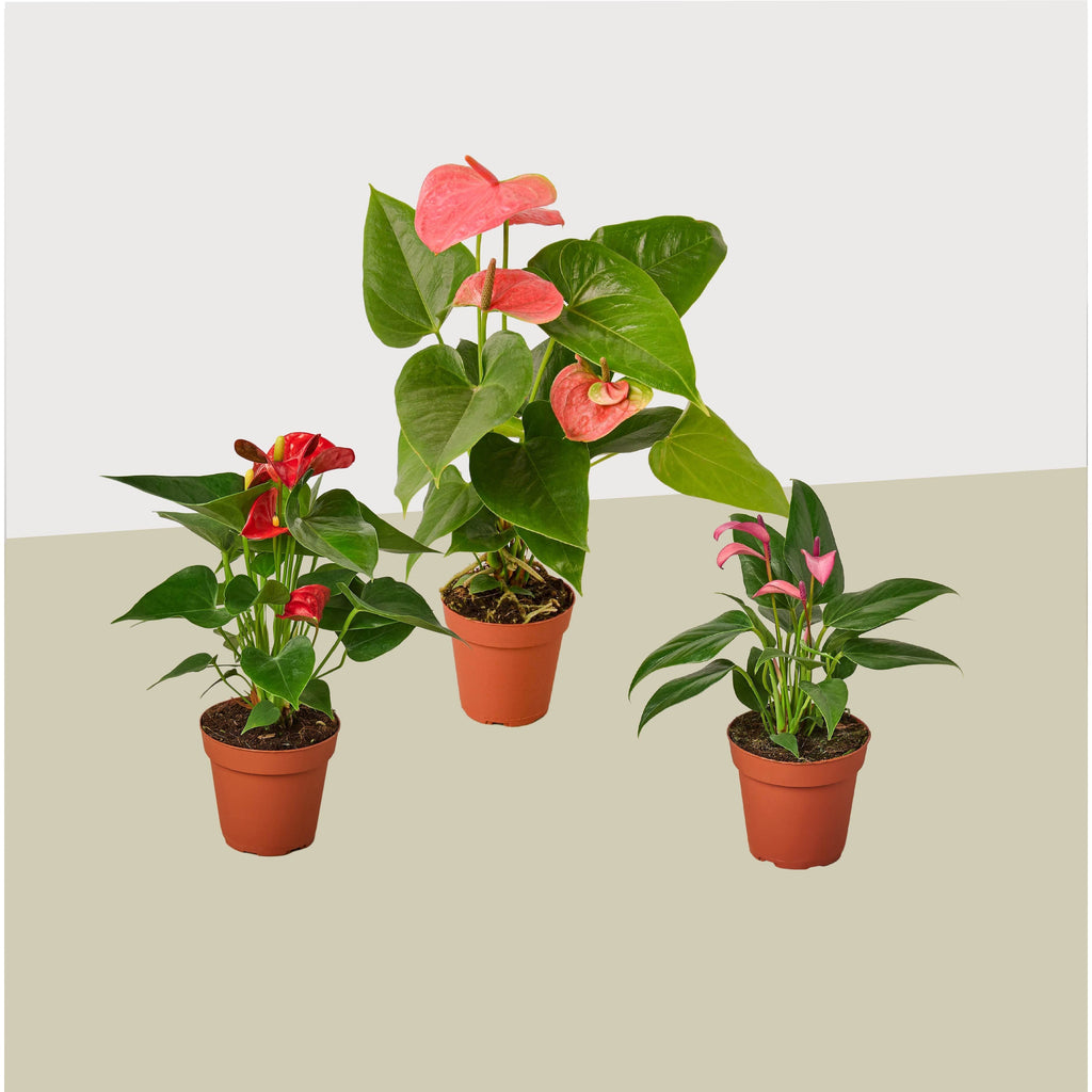 3 Anthurium Variety Pack- All Different Colors - 4" Pots - Holiday Corner