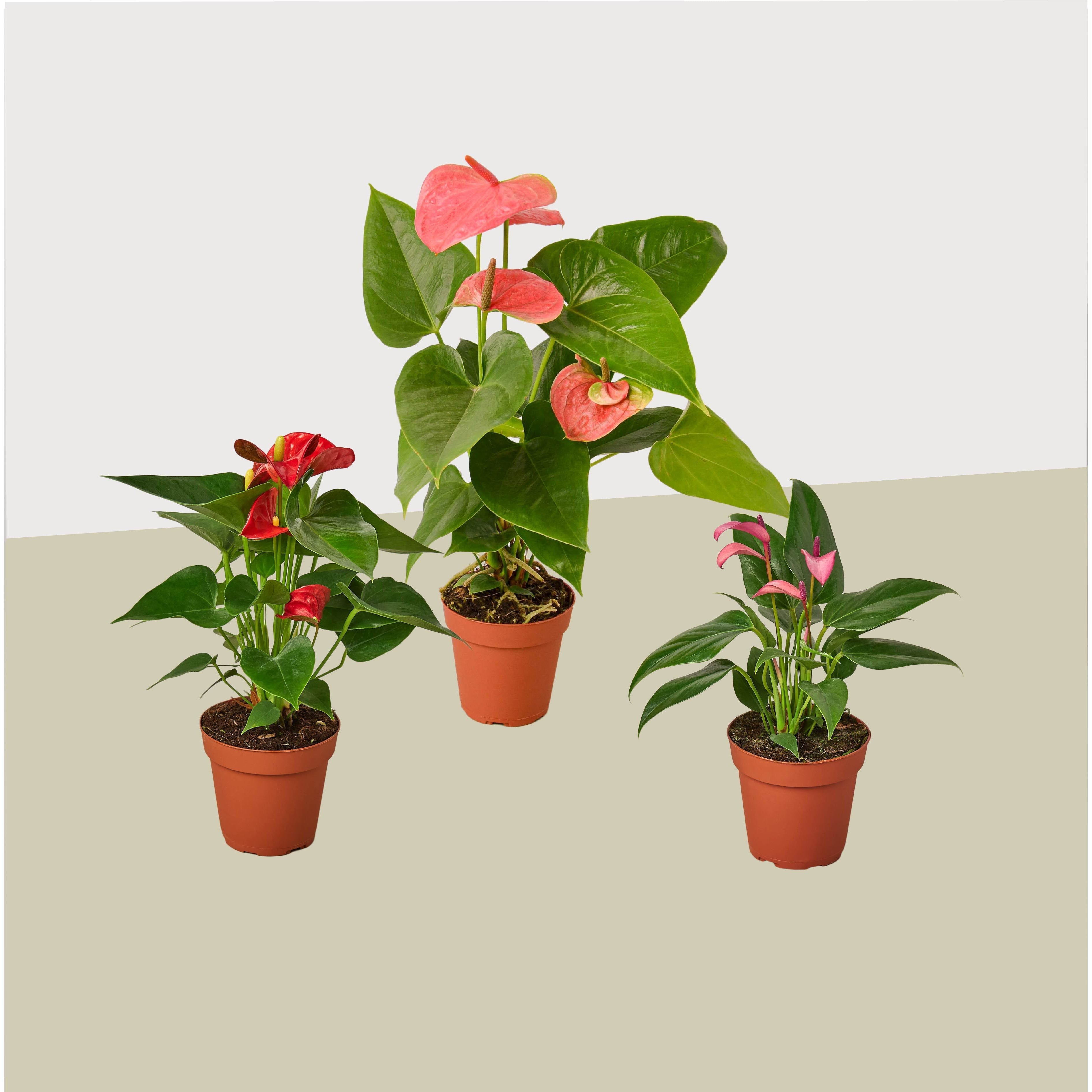 3 Anthurium Variety Pack- All Different Colors - 4" Pots - Holiday Corner