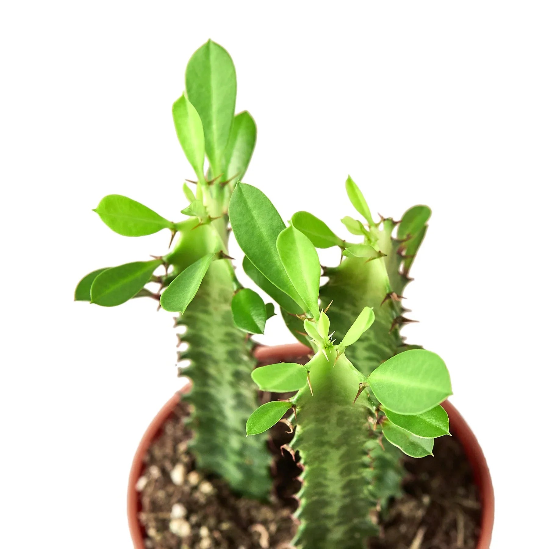 Milkstripe Euphorbia - Holiday Corner