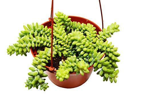 Sedum 'White Stone Crop' Succulent - Holiday Corner