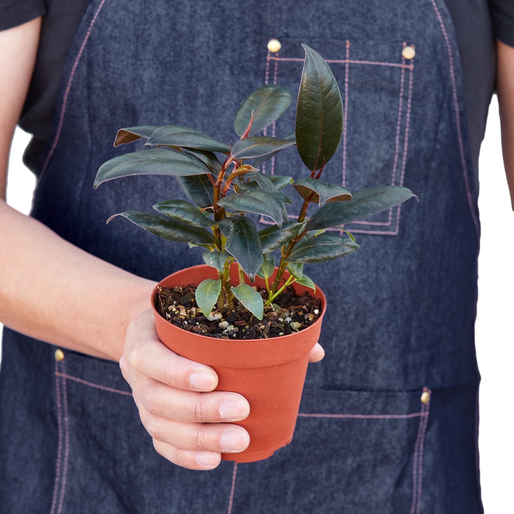 Ficus Elastica 'Burgundy' - Holiday Corner