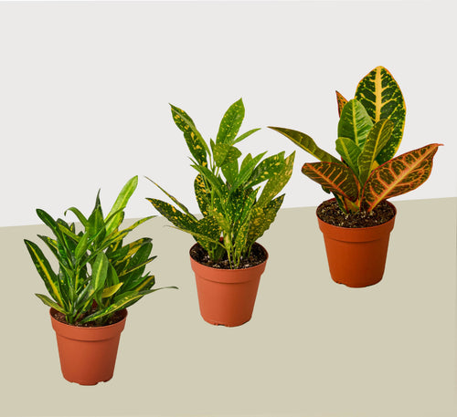 3 Croton Variety Pack / 4" Pot / Live Plant / House Plant - Holiday Corner