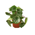 Peperomia Watermelon - Holiday Corner