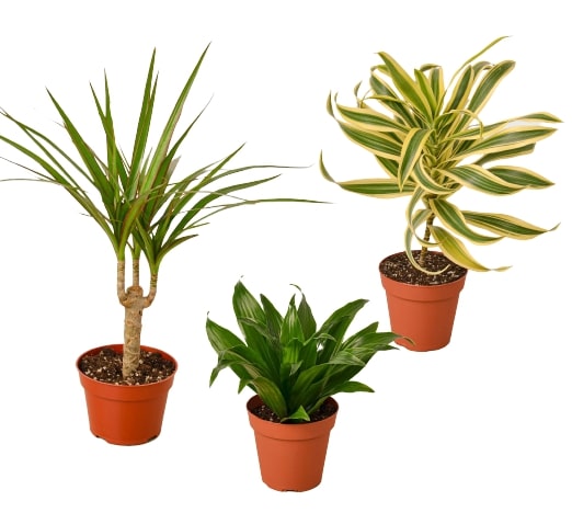 3 Different Dracaenas Variety Pack - 4" Pot - Holiday Corner