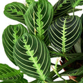 Maranta 'Lemon Lime' - 4" Pot - NURSERY POT ONLY - Holiday Corner