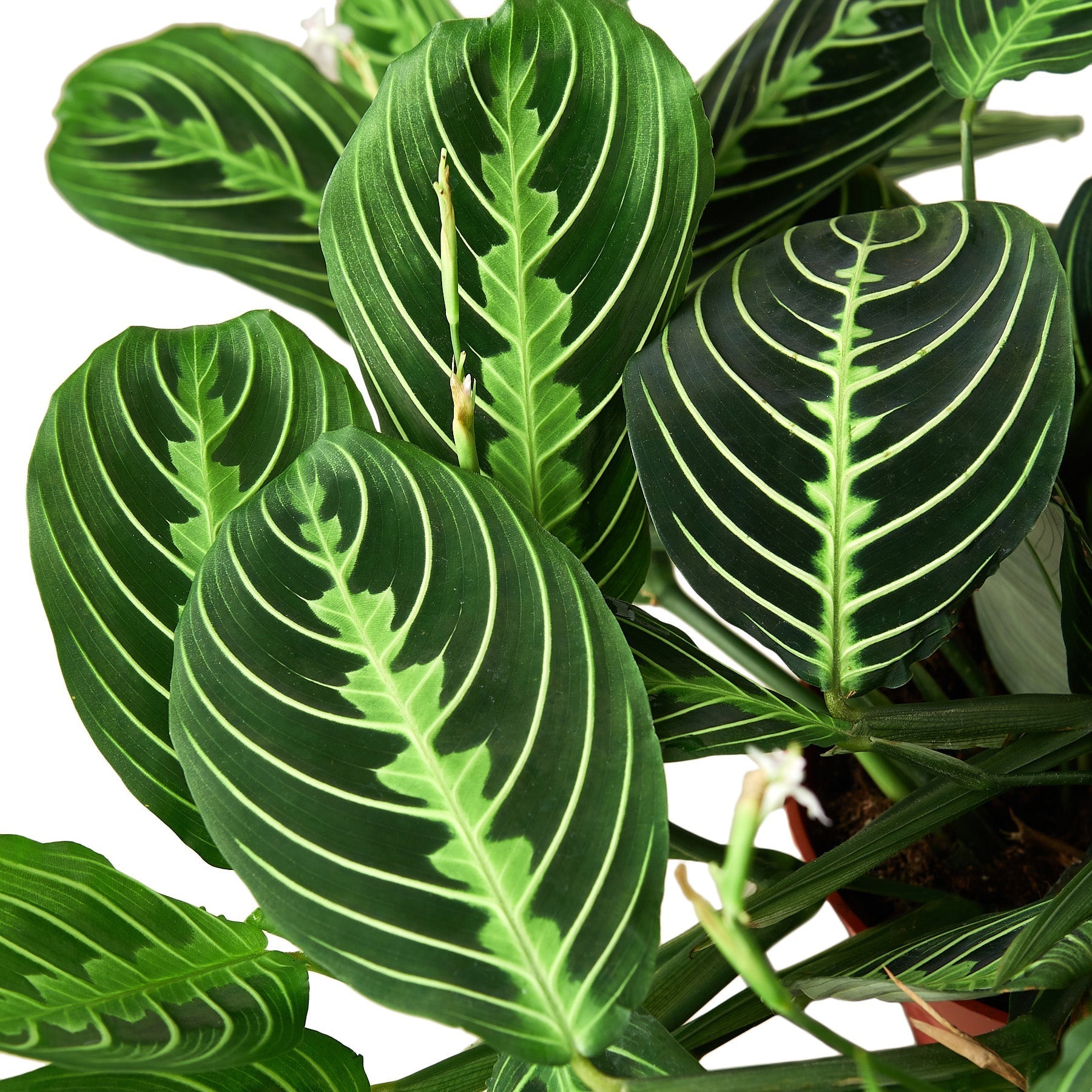 Maranta 'Lemon Lime' - 4" Pot - NURSERY POT ONLY - Holiday Corner