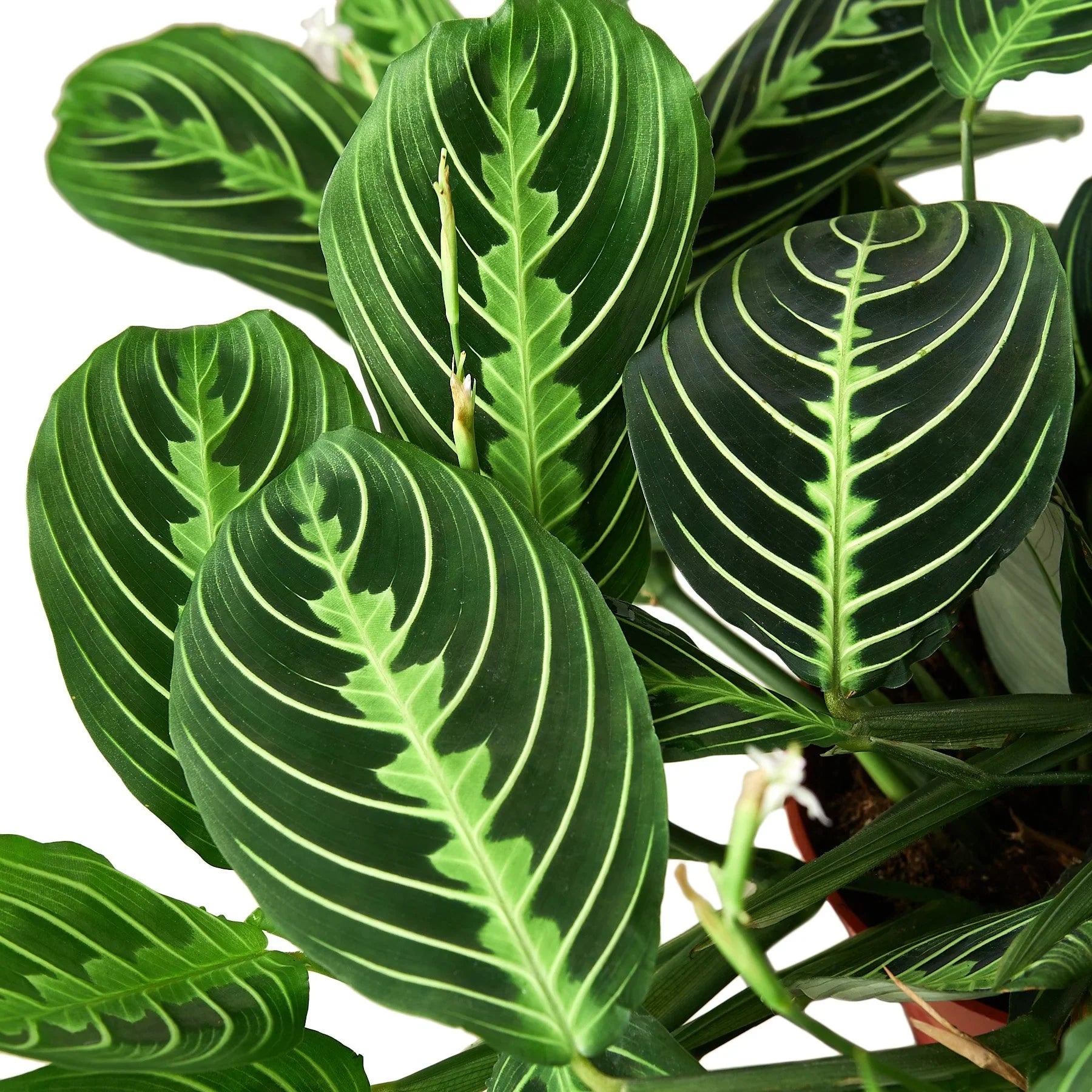 Maranta 'Lemon Lime' - Holiday Corner