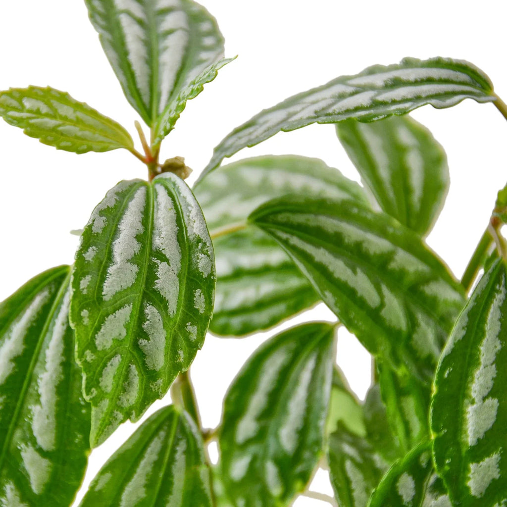 Pilea 'Aluminum' - Holiday Corner
