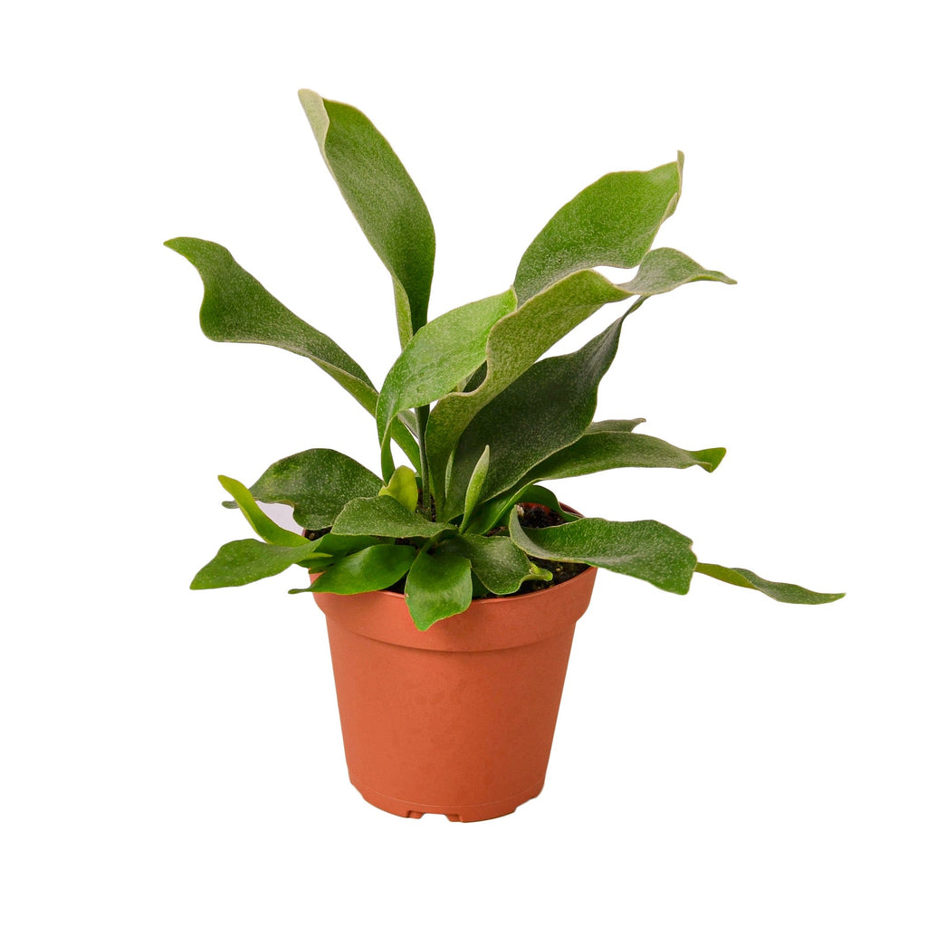 Staghorn Fern - Holiday Corner