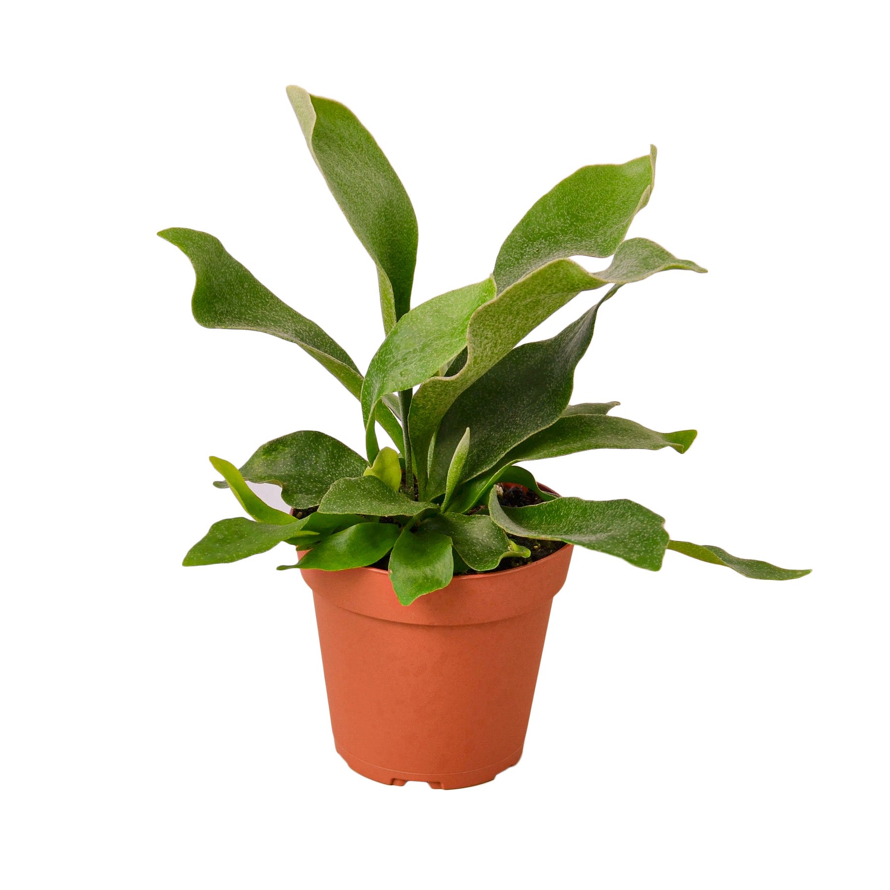 Staghorn Fern - Holiday Corner