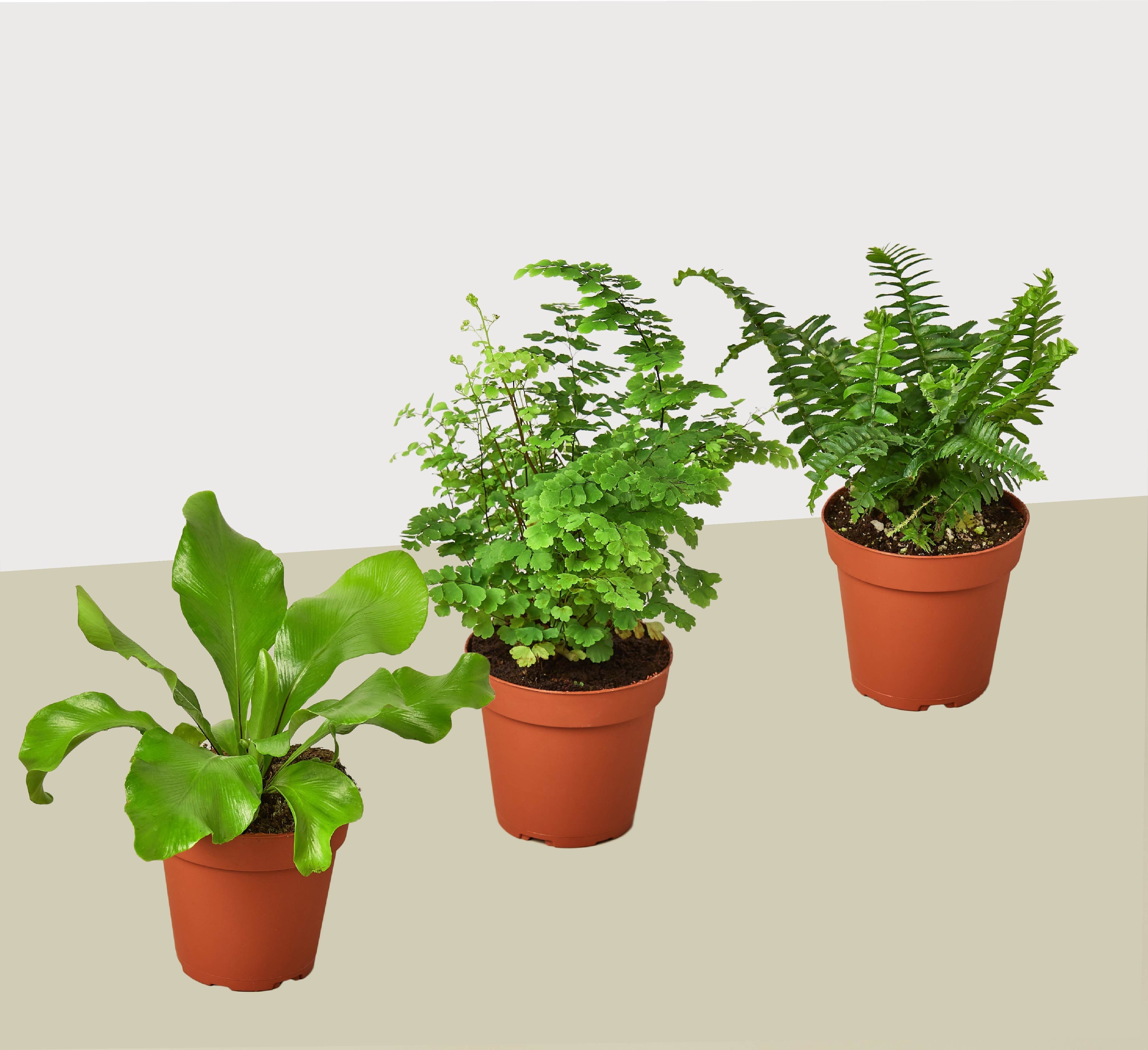 3 Fern Variety Pack - Live Plants - FREE Care Guide - 4" Pot - House Plant - Holiday Corner