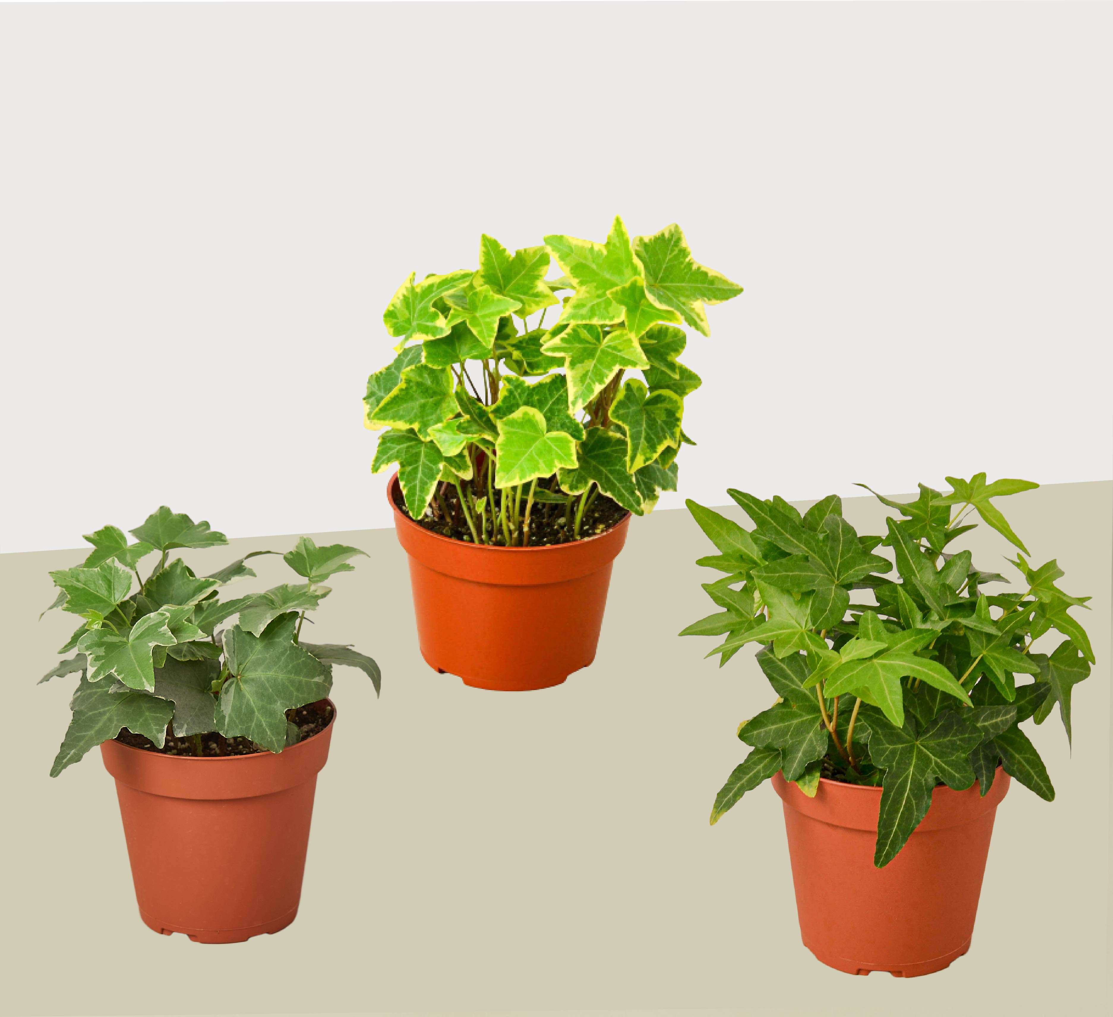 3 Different English Ivy Plants - 4" Pot - Live House Plant - Holiday Corner