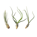 Air Plant Monthly Subscription Box - Holiday Corner