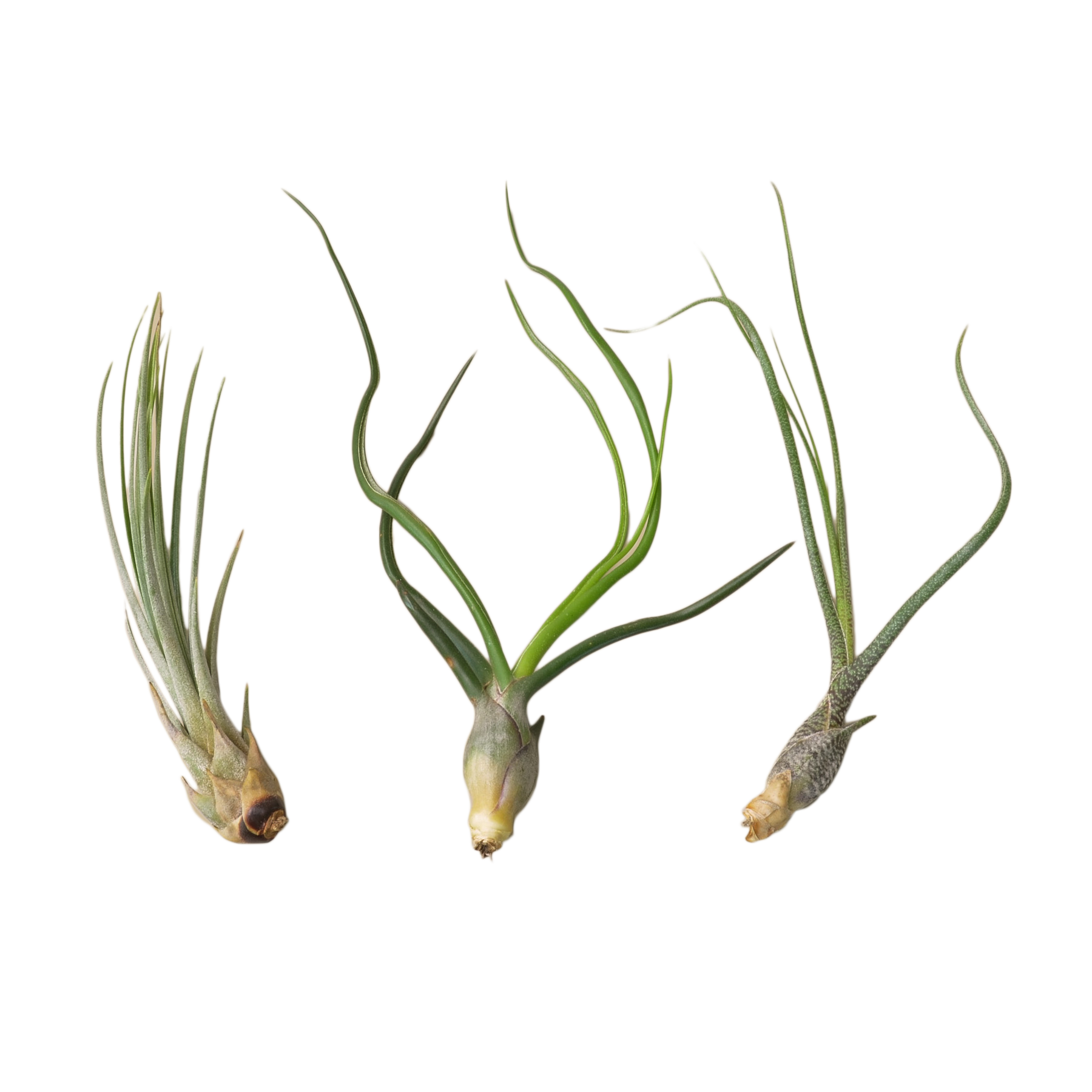 Air Plant Monthly Subscription Box - Holiday Corner