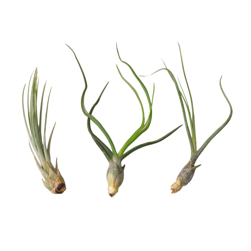 Air Plant Monthly Subscription Box - Holiday Corner
