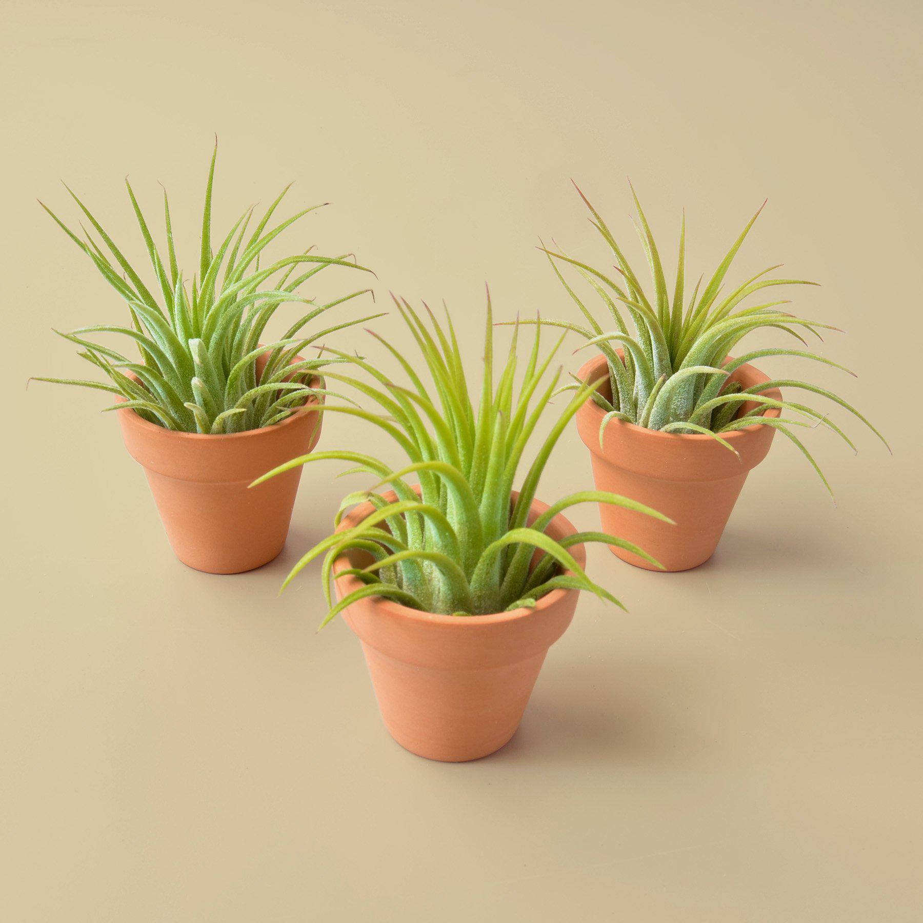 3 Ionantha Air Plants with Mini Terra Cotta Pots - Holiday Corner
