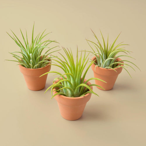 3 Ionantha Air Plants with Mini Terra Cotta Pots - Holiday Corner