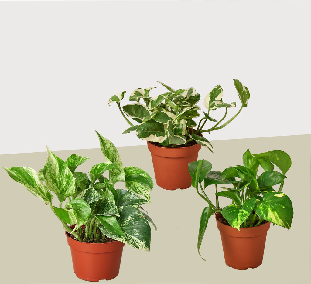 3 Pothos Variety Pack / 4" Pot / Live Plant / Home and Garden Plants - Holiday Corner
