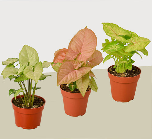 3 Different Syngonium Plants - Arrowhead Plants / 4" Pot / Live Plant - Holiday Corner