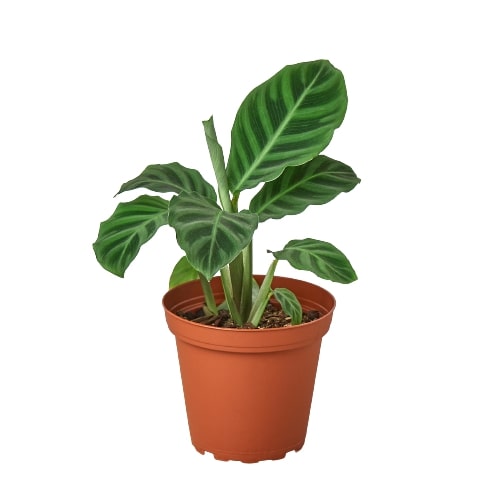 Calathea 'Zebrina' - 4" Pot - Holiday Corner