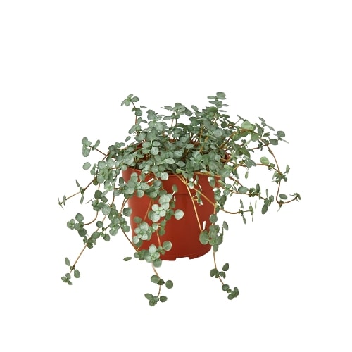 Nettle 'Silver Sparkle' - Holiday Corner