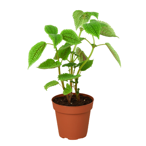 Pilea 'Moon Valley' - 4" Pot - Holiday Corner