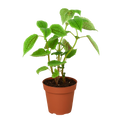 Pilea 'Moon Valley' - 4" Pot - Holiday Corner