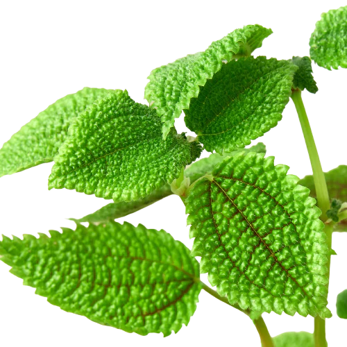 Pilea 'Moon Valley' - 4" Pot - Holiday Corner