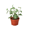 Peperomia 'Cupid' - Holiday Corner