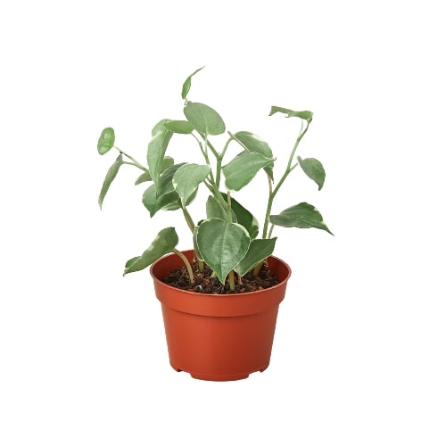 Peperomia 'Cupid' - Holiday Corner