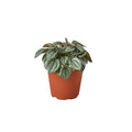 Peperomia 'Napoli Nights' - 4" Pot - Holiday Corner