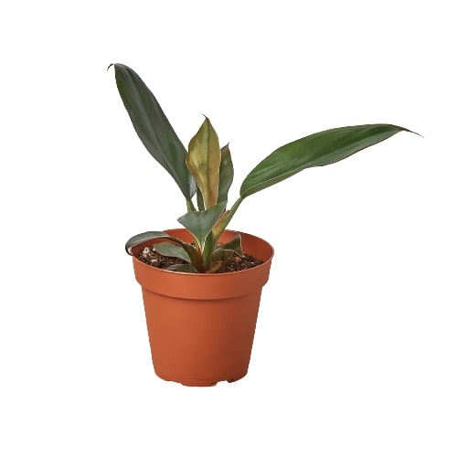 Philodendron 'Black Cardinal' - 4" Pot - Holiday Corner