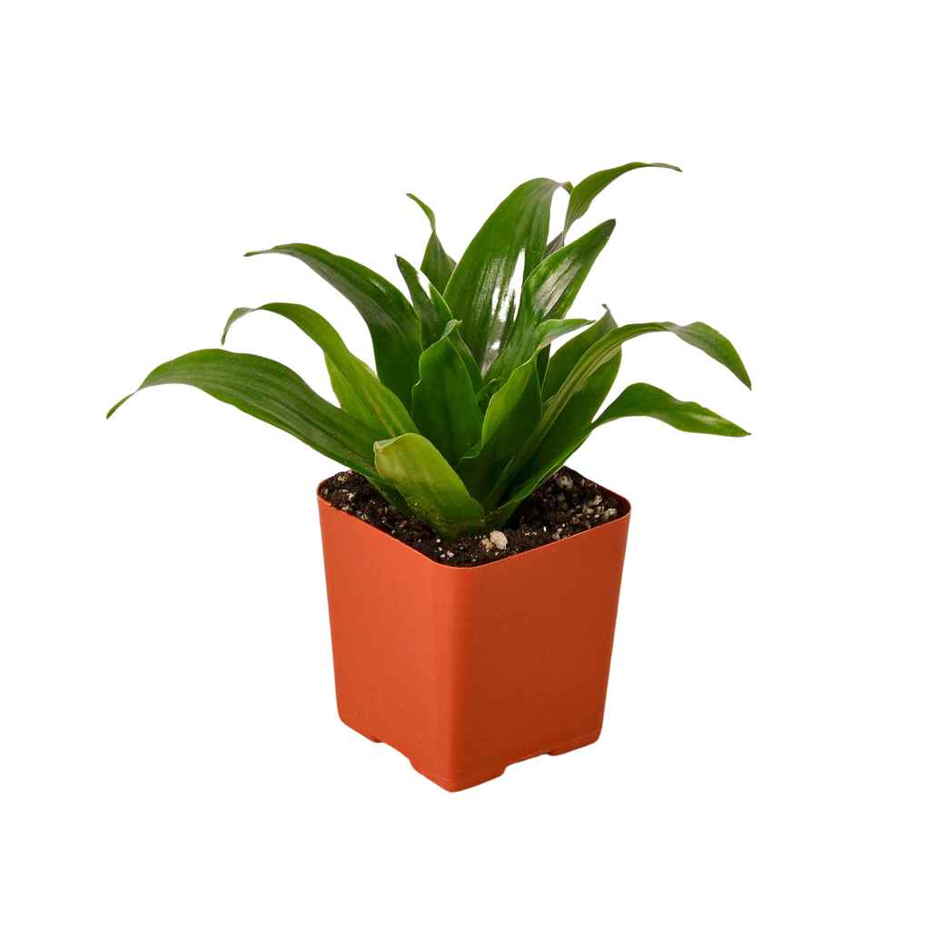 3" Tropical Plant Variety Bundle - Holiday Corner
