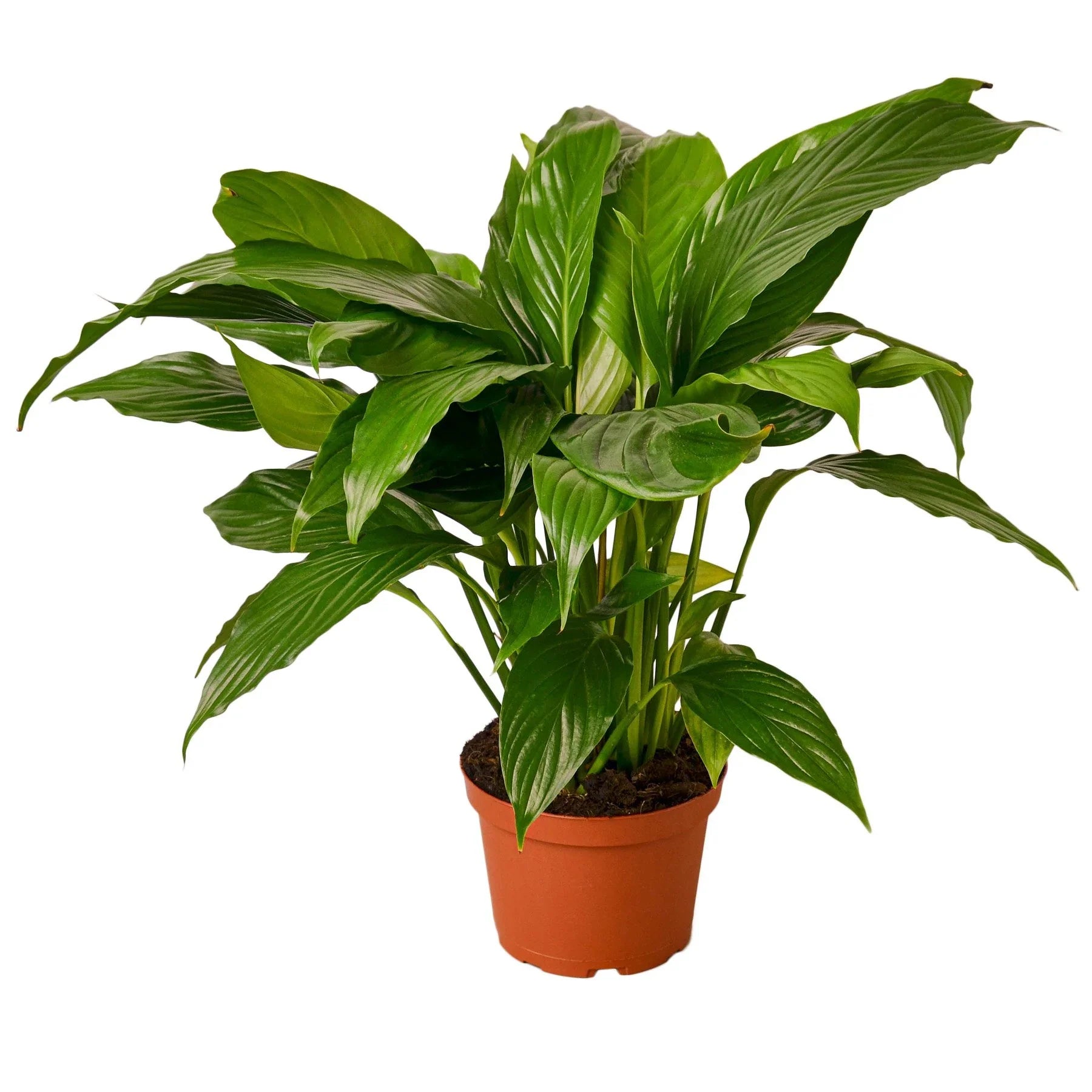Spathiphyllum 'Peace Lily' - Holiday Corner