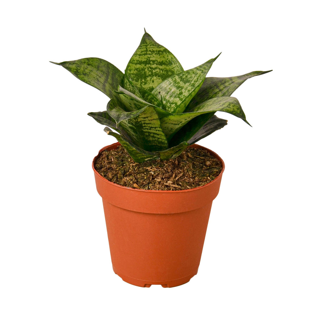 Snake Plant Black Robusta - Holiday Corner