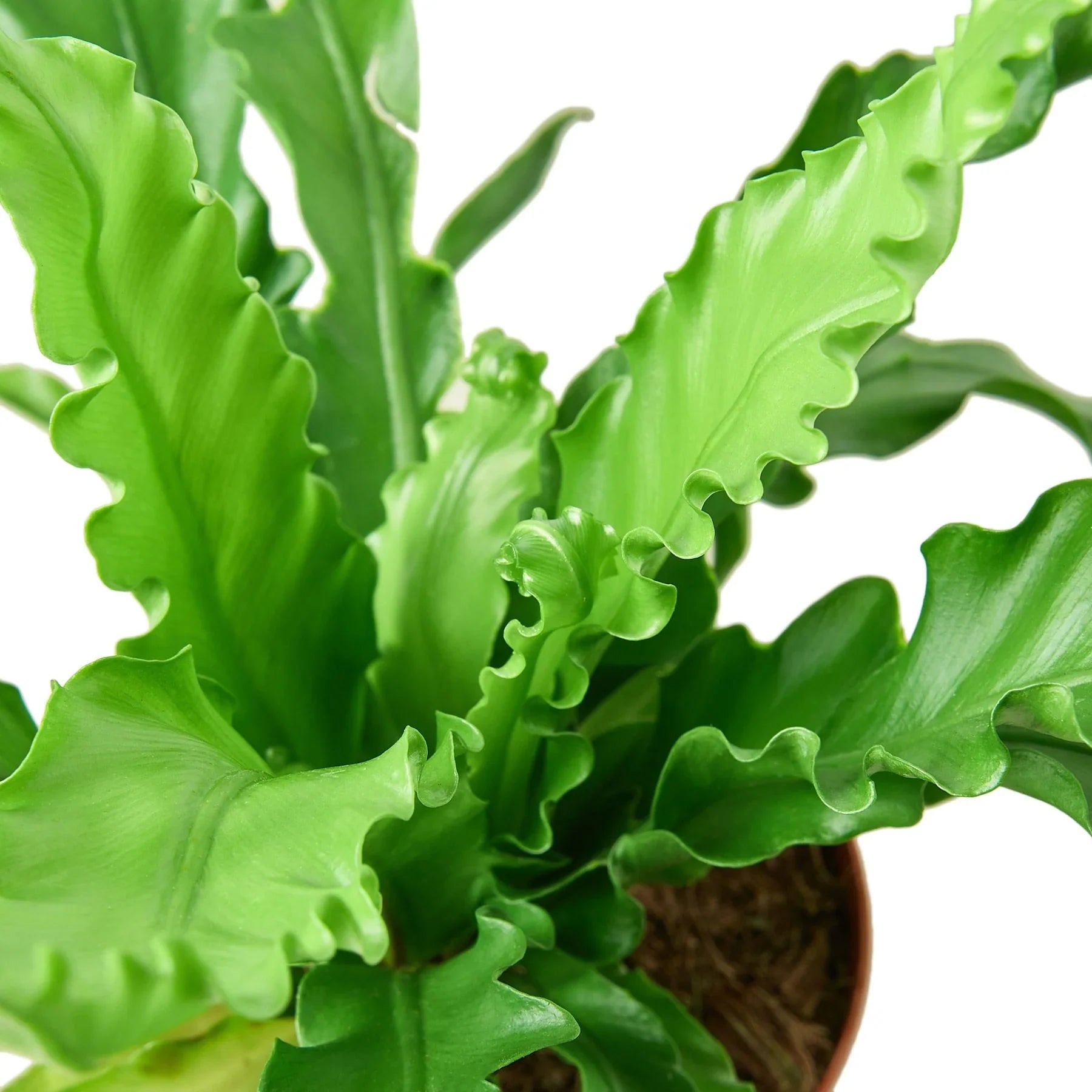 Bird’s Nest 'Victoria' Fern - Holiday Corner