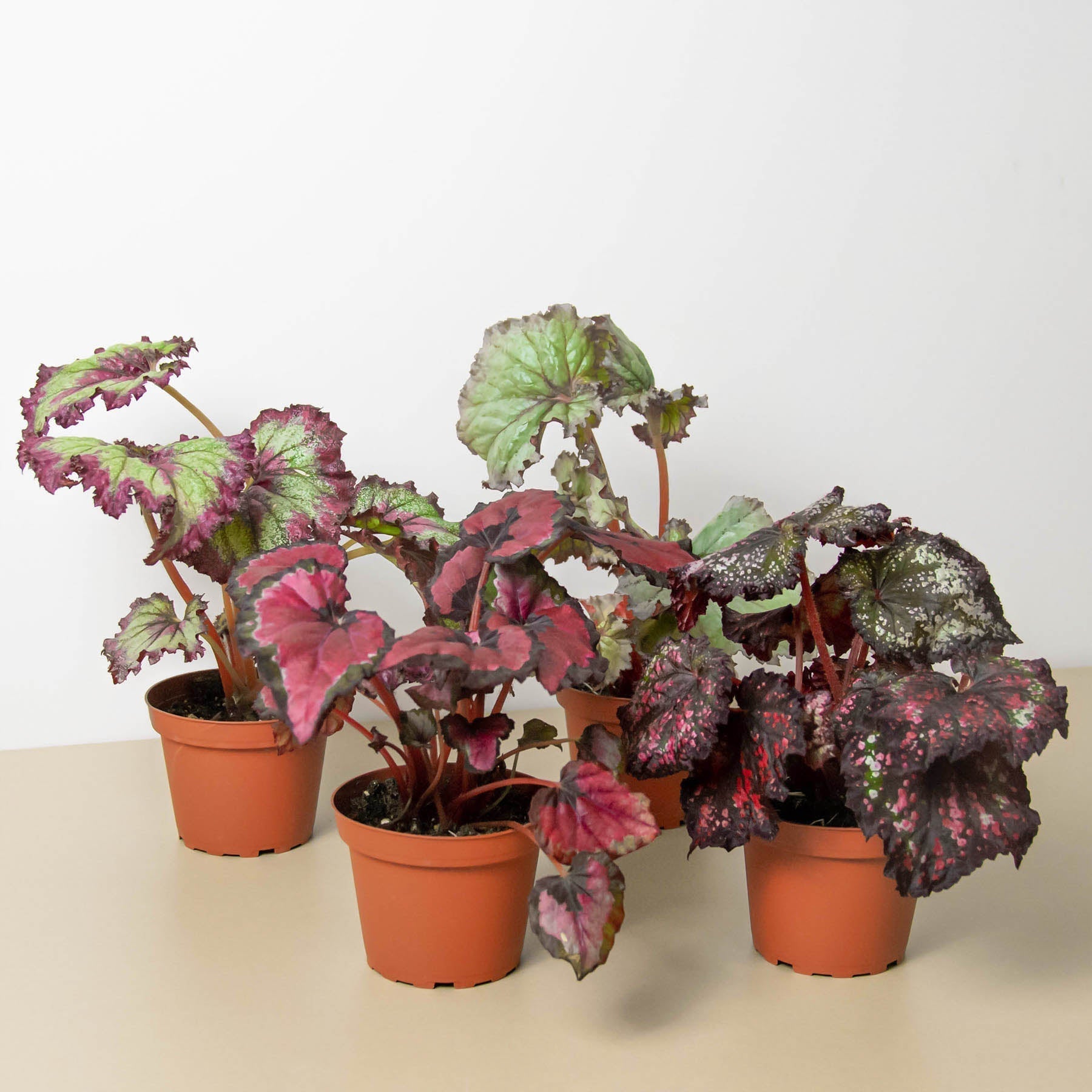 Begonia 'Rex' - 4 Pack Variety - Holiday Corner