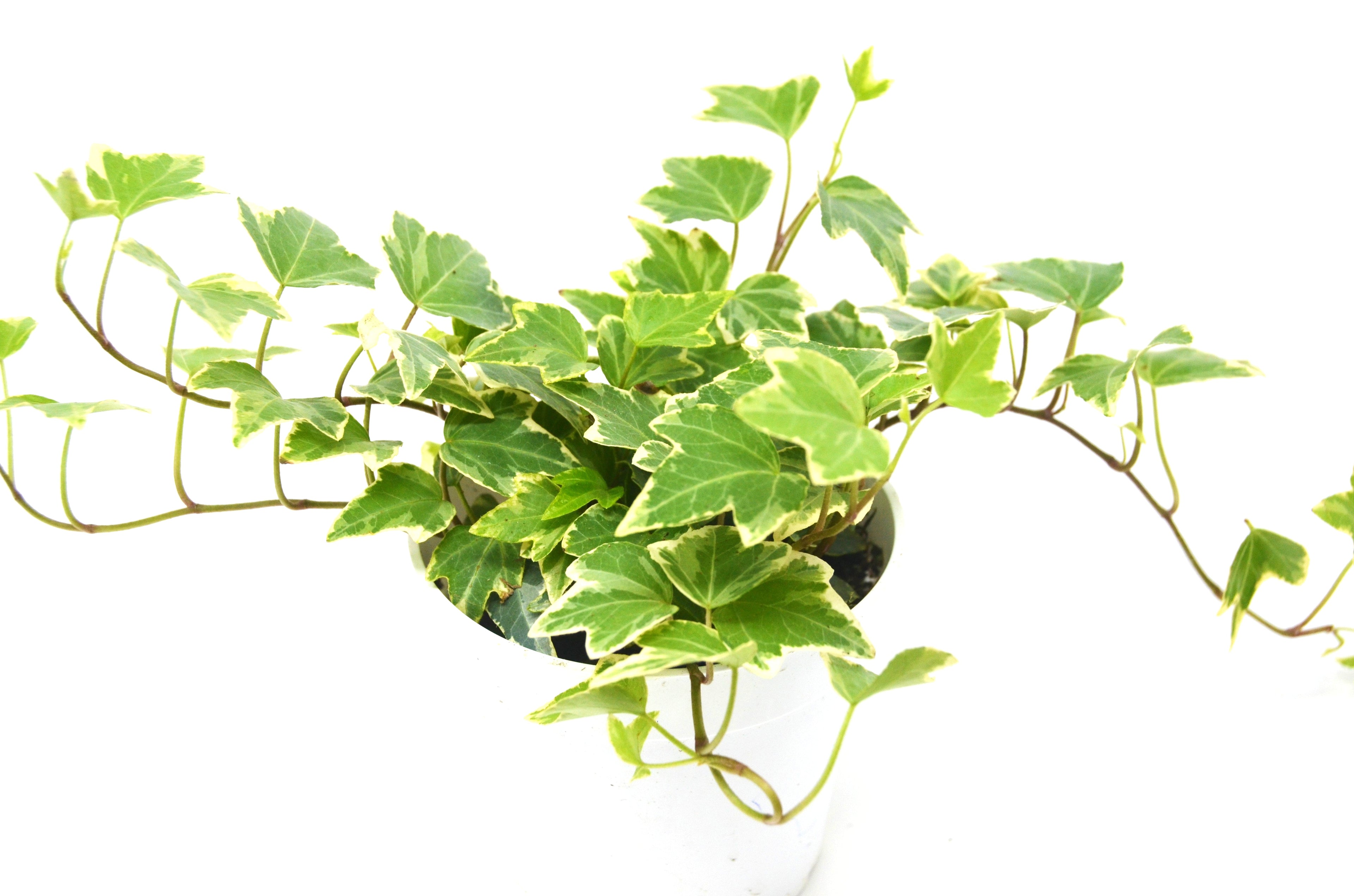 English Ivy 'Eva' - Holiday Corner