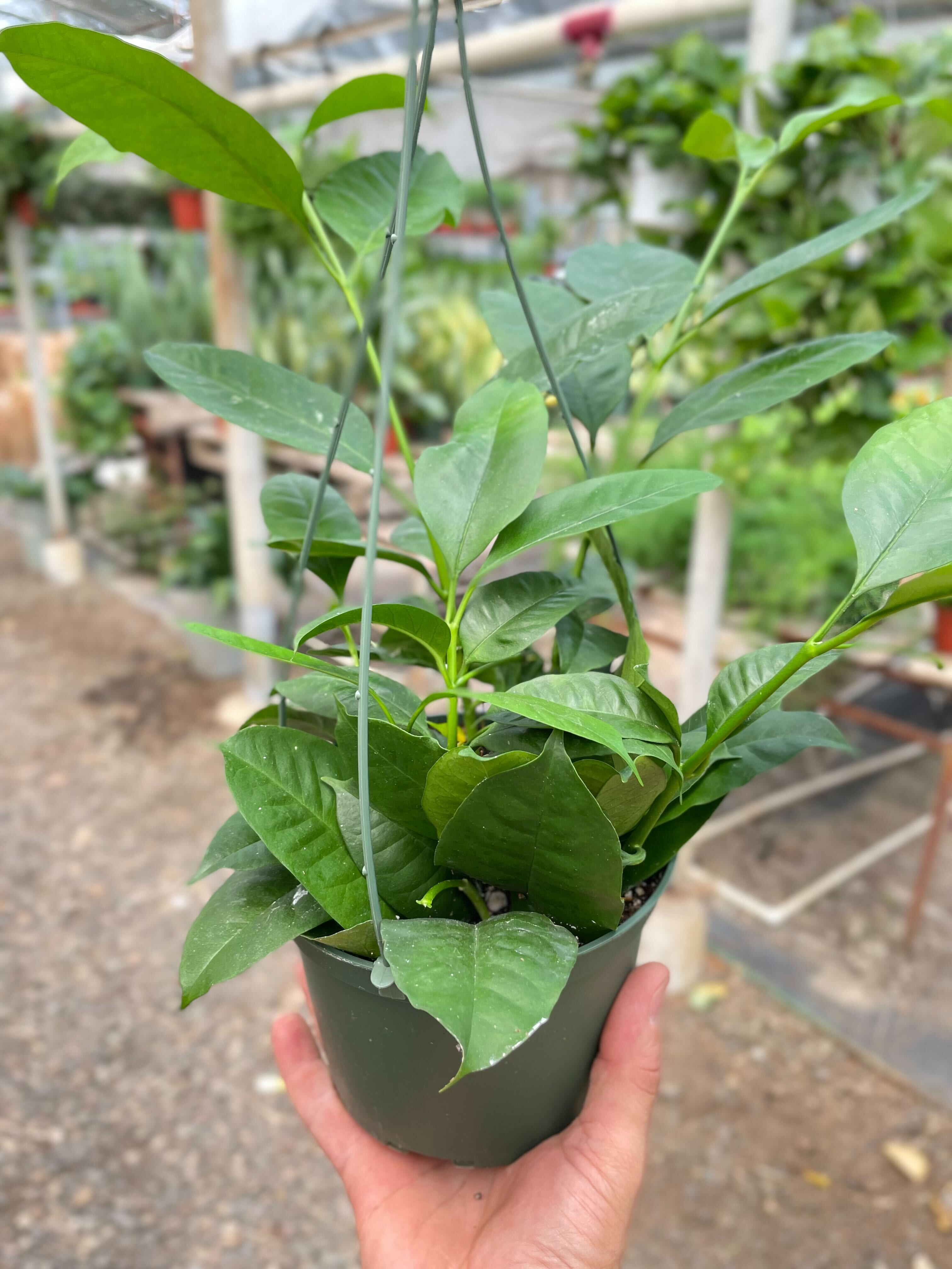 Hoya 'Shooting Star' - Holiday Corner