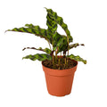 Calathea Lancifolia 'Rattlesnake' - 4" Pot - NURSERY POT ONLY - Holiday Corner