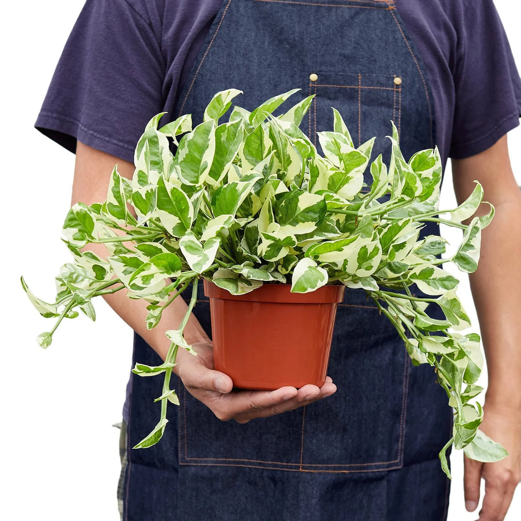 Pothos 'N'joy' - Holiday Corner