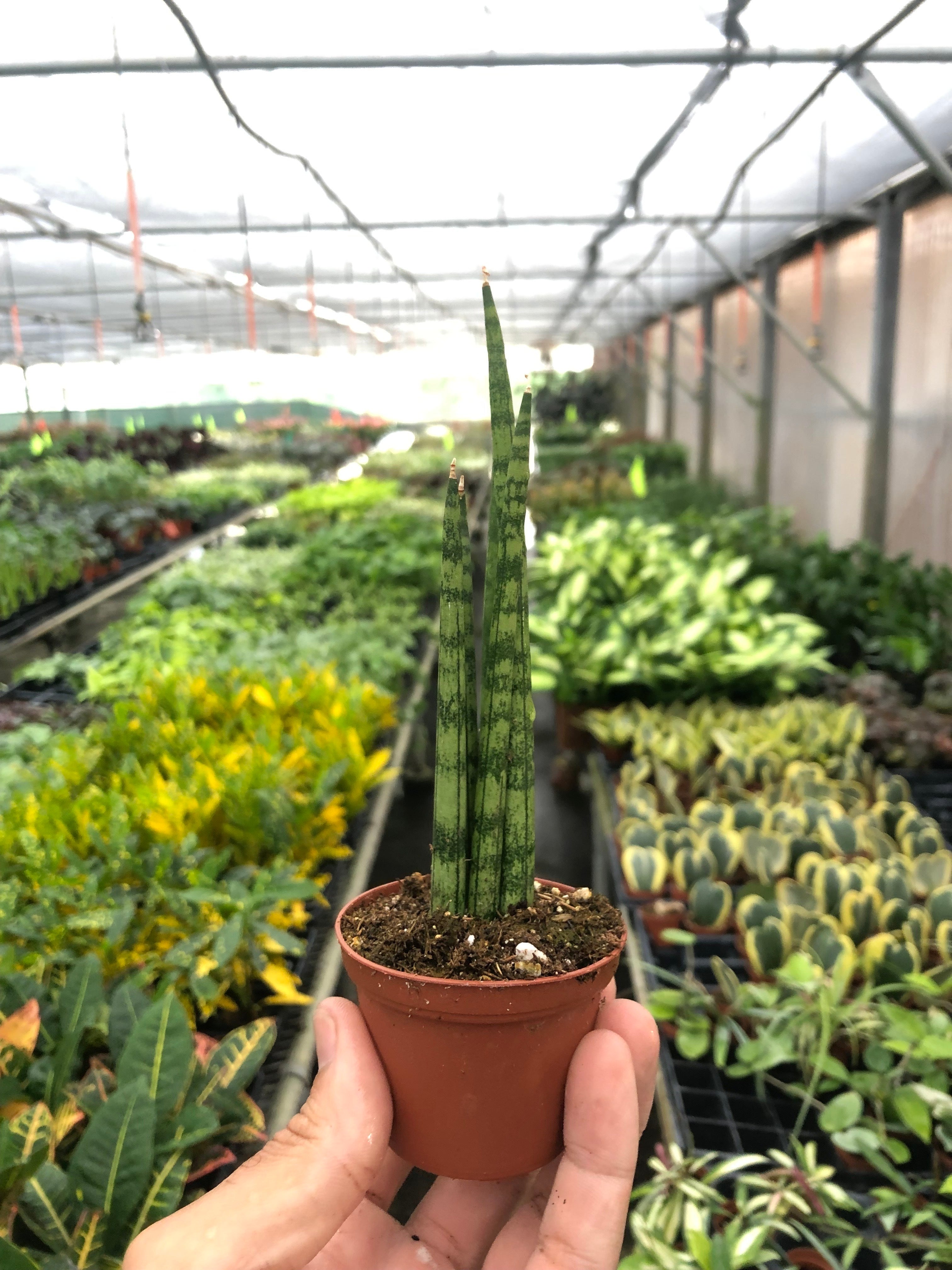 Snake Plant Cylindrica - Holiday Corner