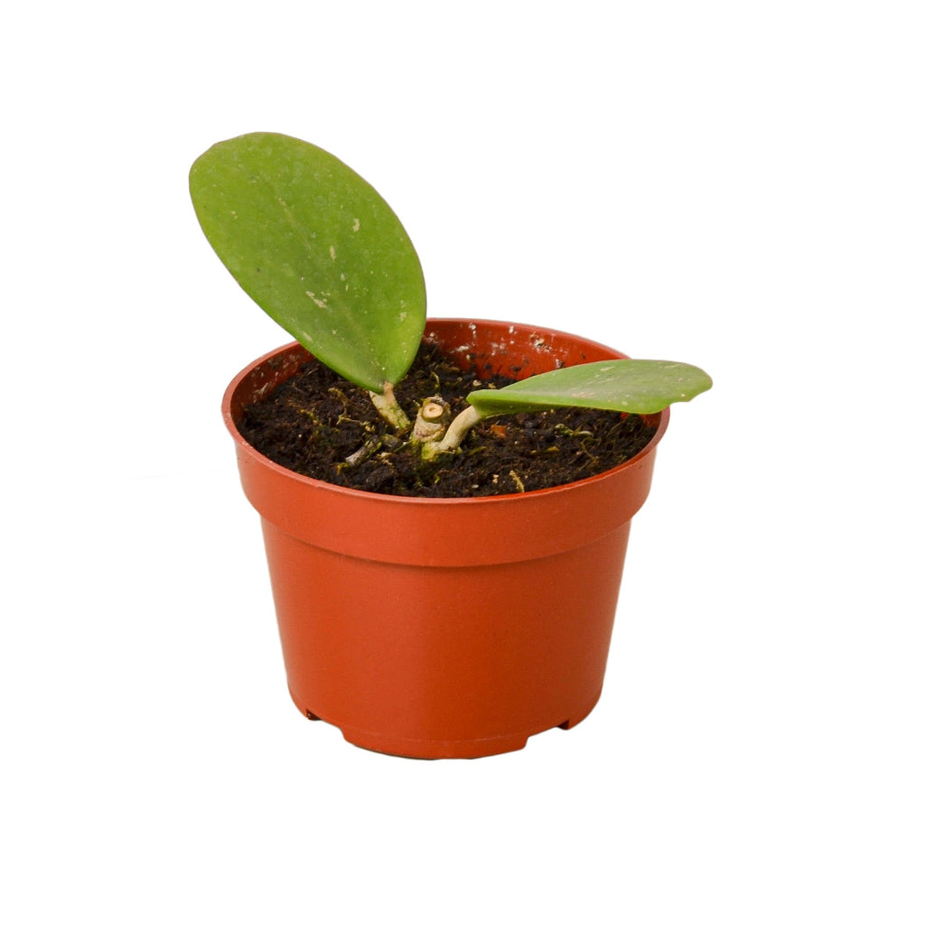 Hoya Obovata - Holiday Corner