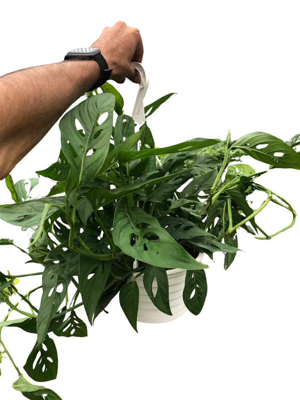 Monstera Adansonii 'Swiss Cheese' - Holiday Corner