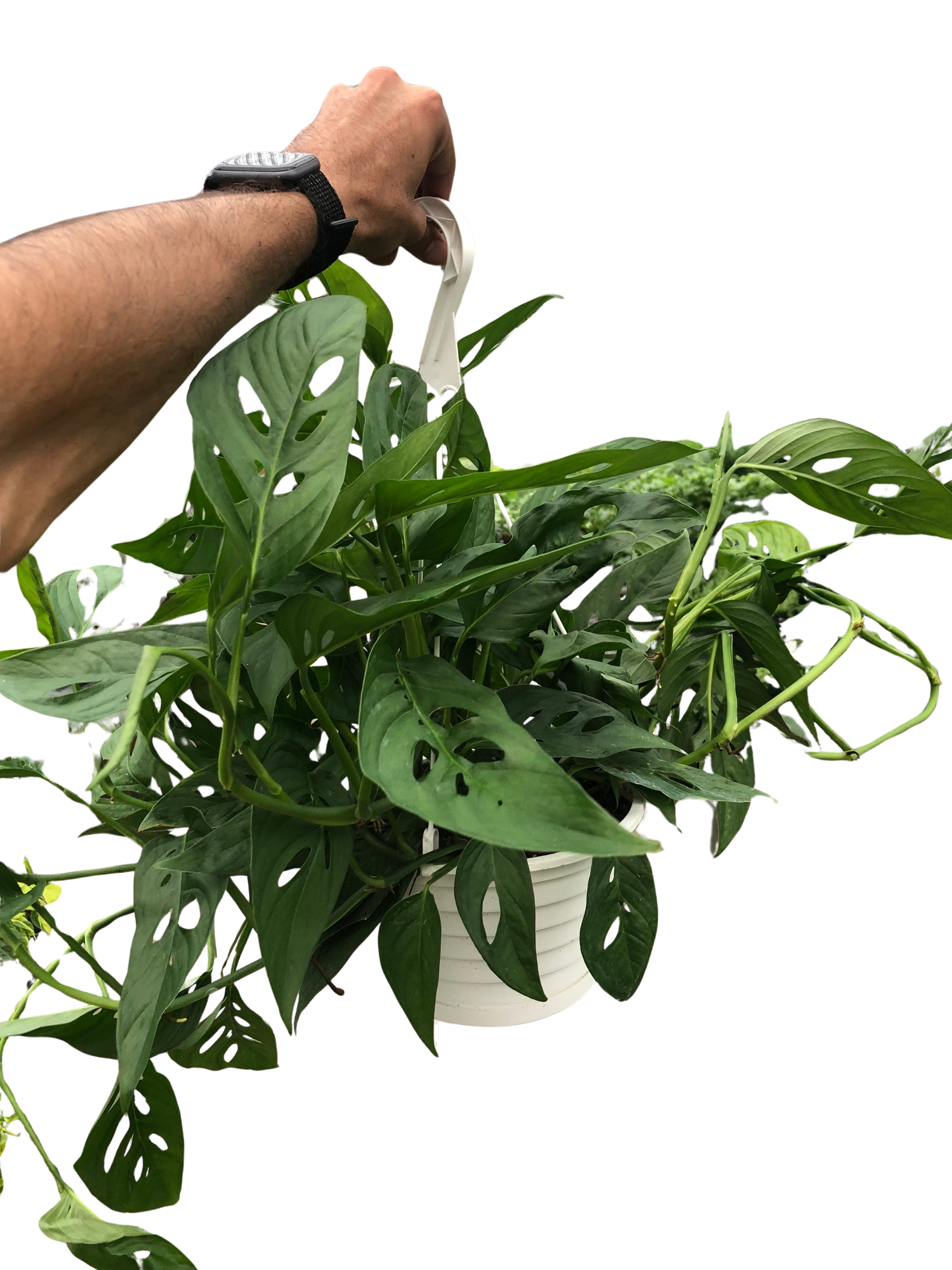 Monstera Adansonii 'Swiss Cheese' - Holiday Corner