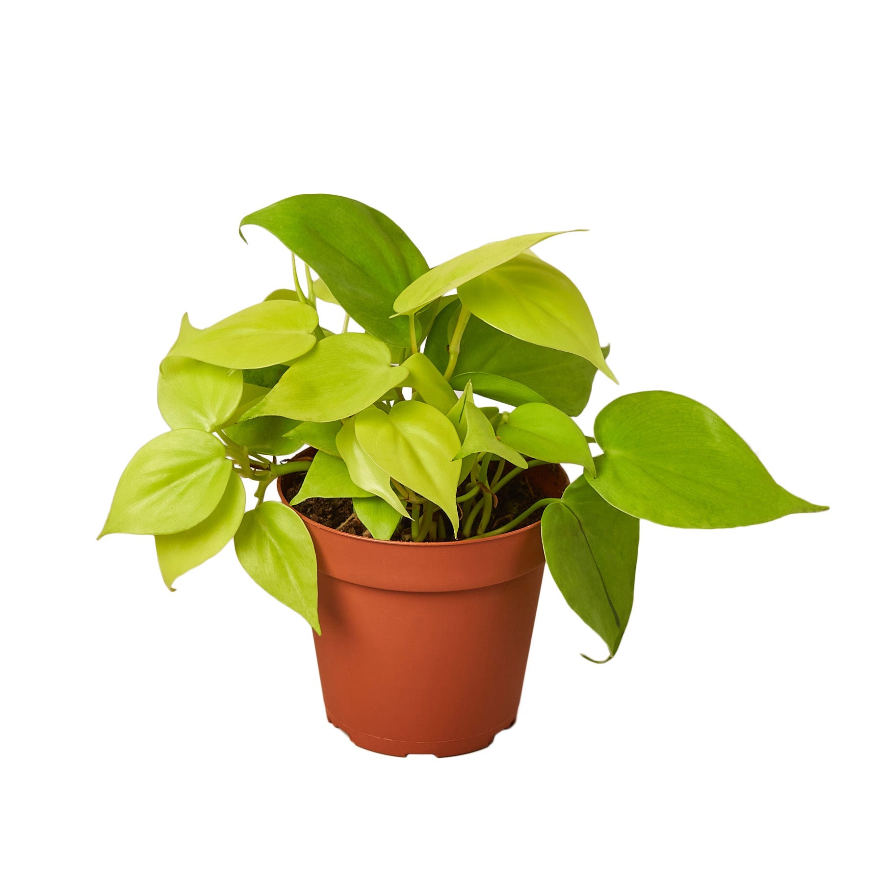 Philodendron 'Neon' - Holiday Corner
